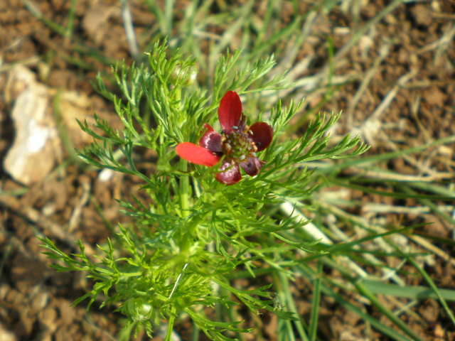 anthemis da determinare