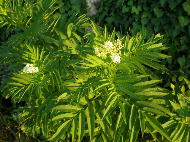 Sambucus ebulus