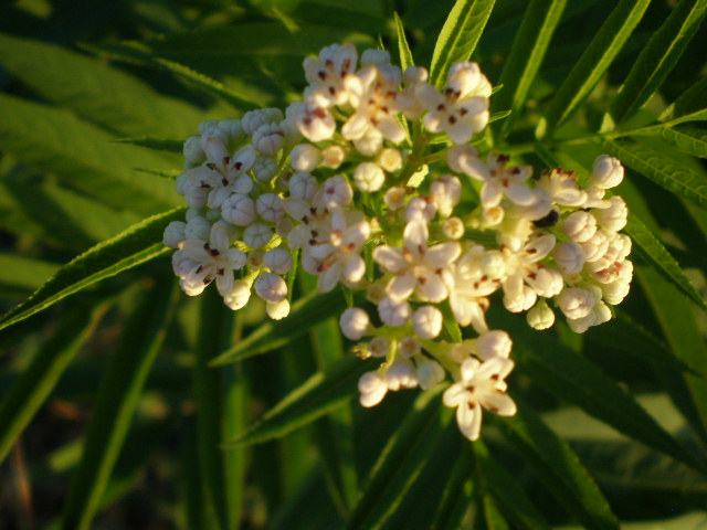 Sambucus ebulus