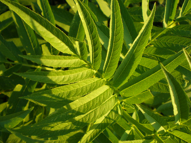 Sambucus ebulus