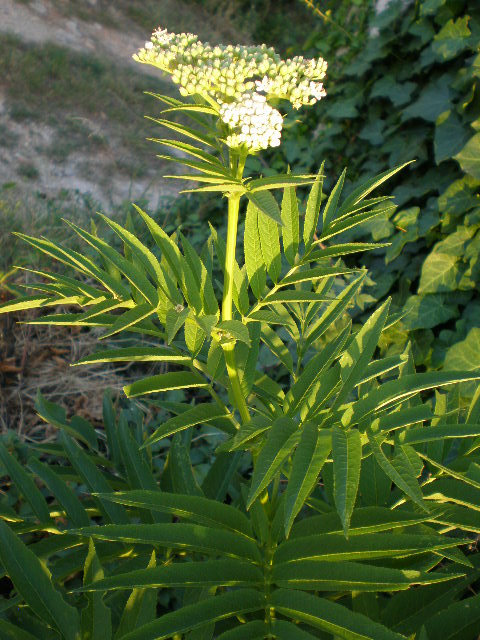 Sambucus ebulus