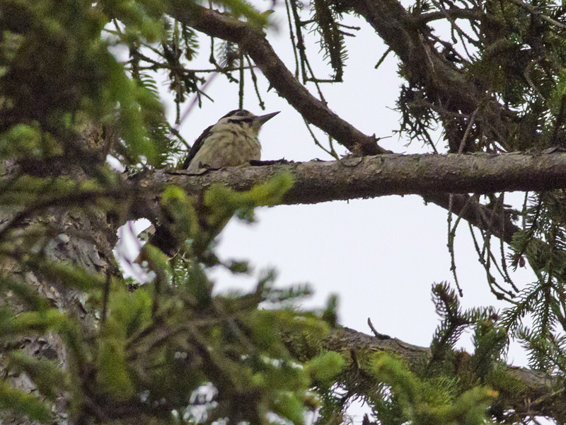 id uccello montagna