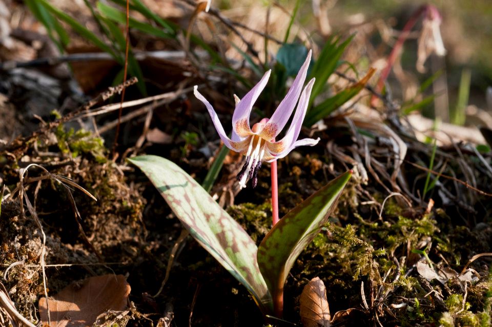 Erythronium dens-canis - dente di cane