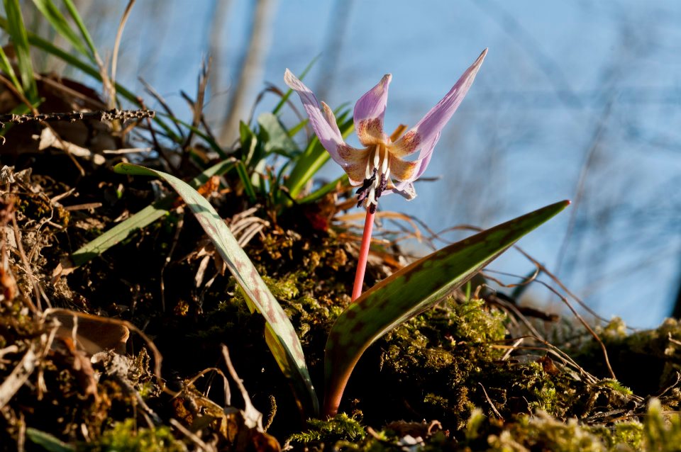 Erythronium dens-canis - dente di cane