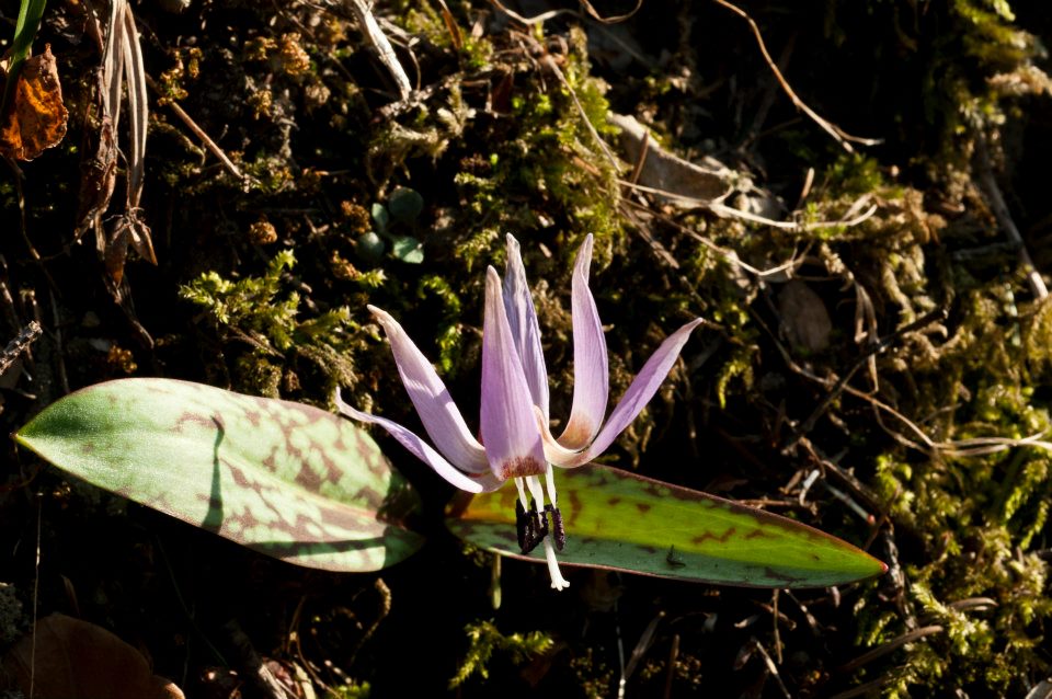 Erythronium dens-canis - dente di cane