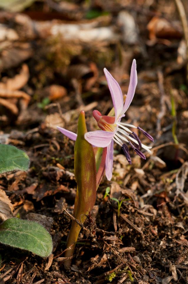 Erythronium dens-canis - dente di cane