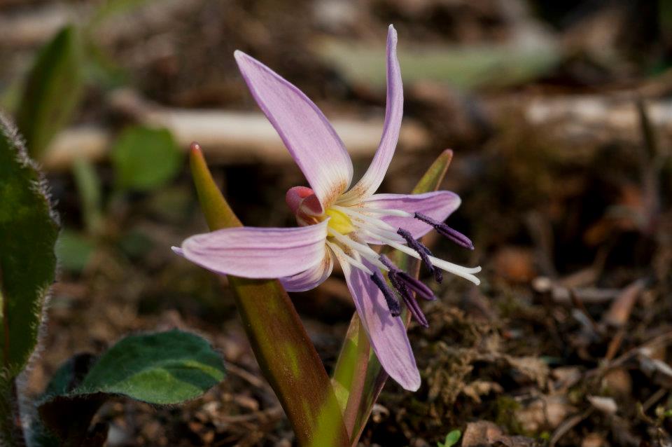 Erythronium dens-canis - dente di cane