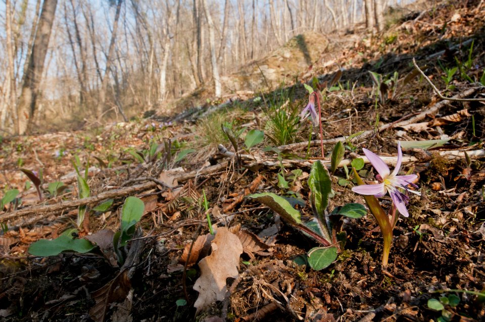 Erythronium dens-canis - dente di cane