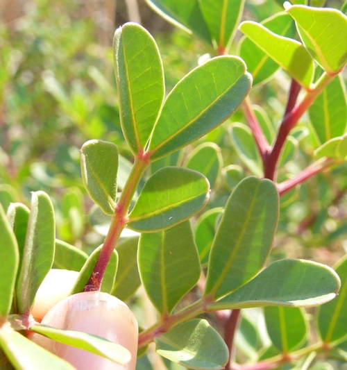 arbusto - Pistacia lentiscus