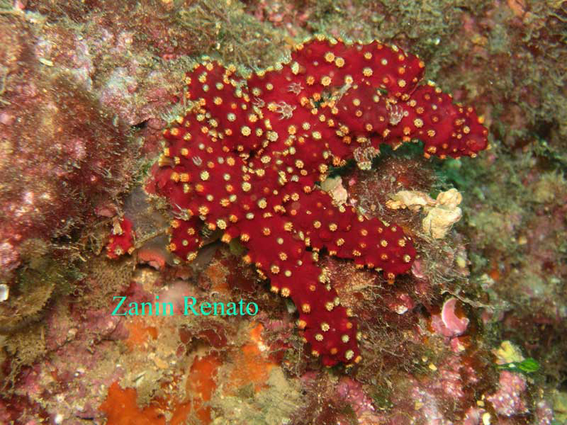 Alcyonium acaule