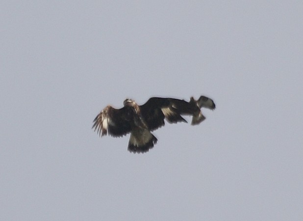 mobbing multispecie (aquila reale)