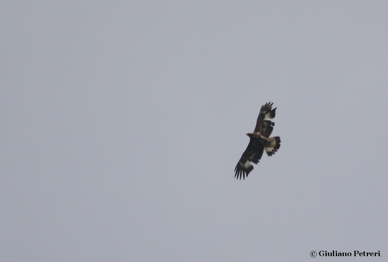 mobbing multispecie (aquila reale)