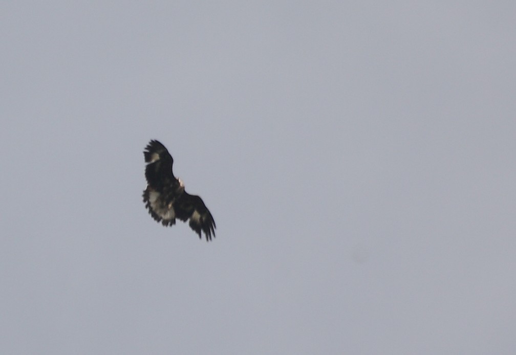 mobbing multispecie (aquila reale)