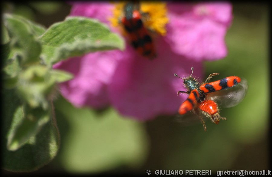 oggetto volante non identificato (Trichodes alvearius)