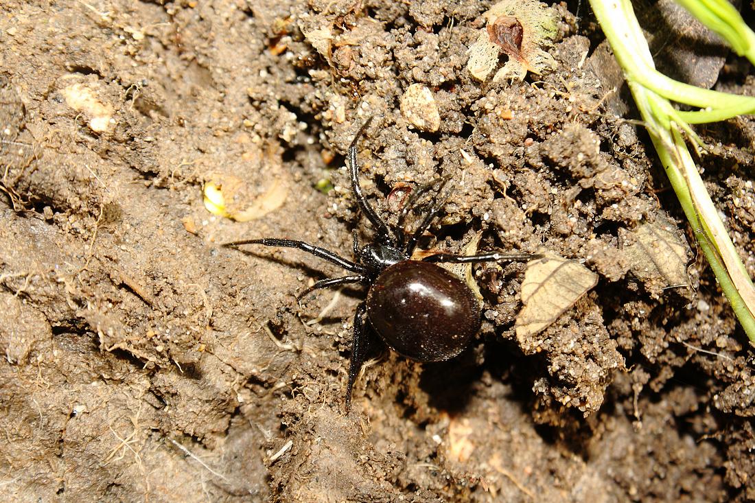 Steatoda paykulliana melanica