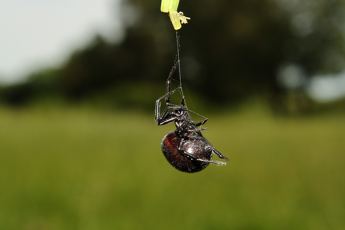 Steatoda paykulliana melanica