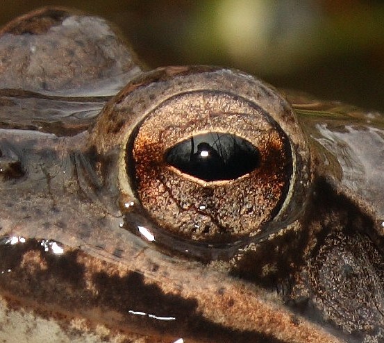 rana dalmatina, la prima dell''anno