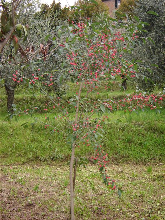 Euonymus europaeus