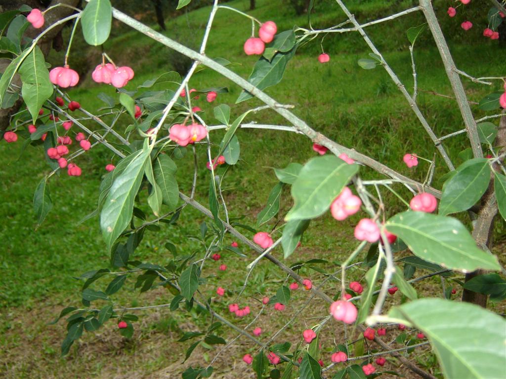 Euonymus europaeus