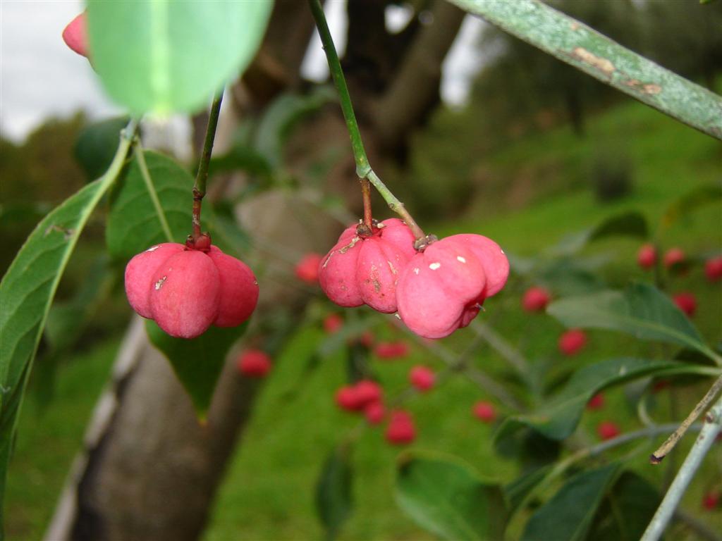 Euonymus europaeus