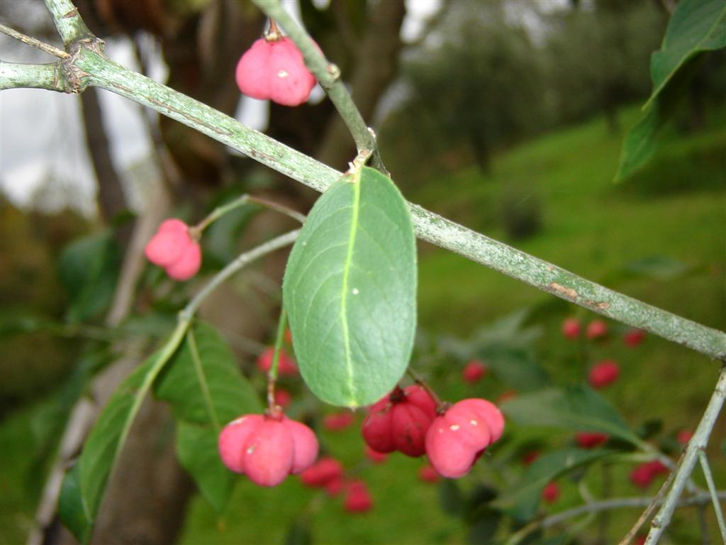 Euonymus europaeus