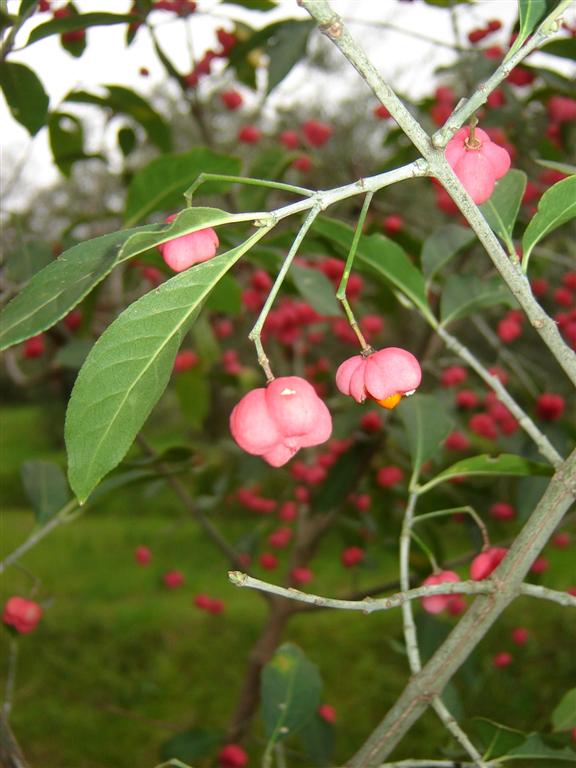 Euonymus europaeus