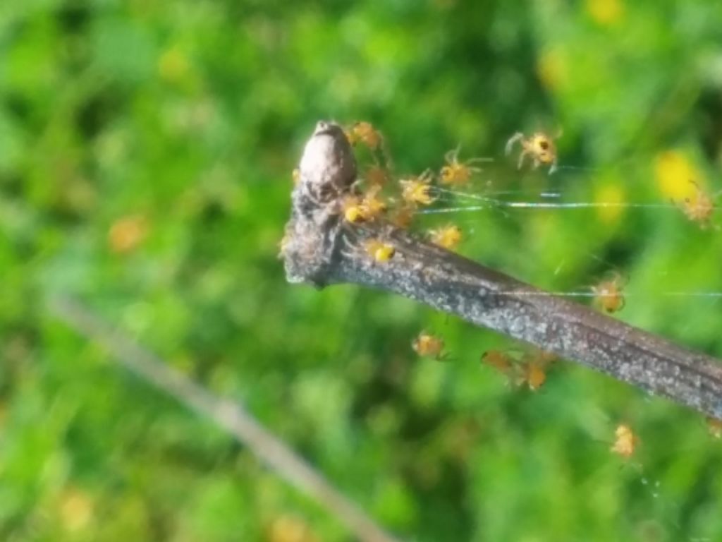 Identificazione ragnetti gialli:  sling di Araneidae