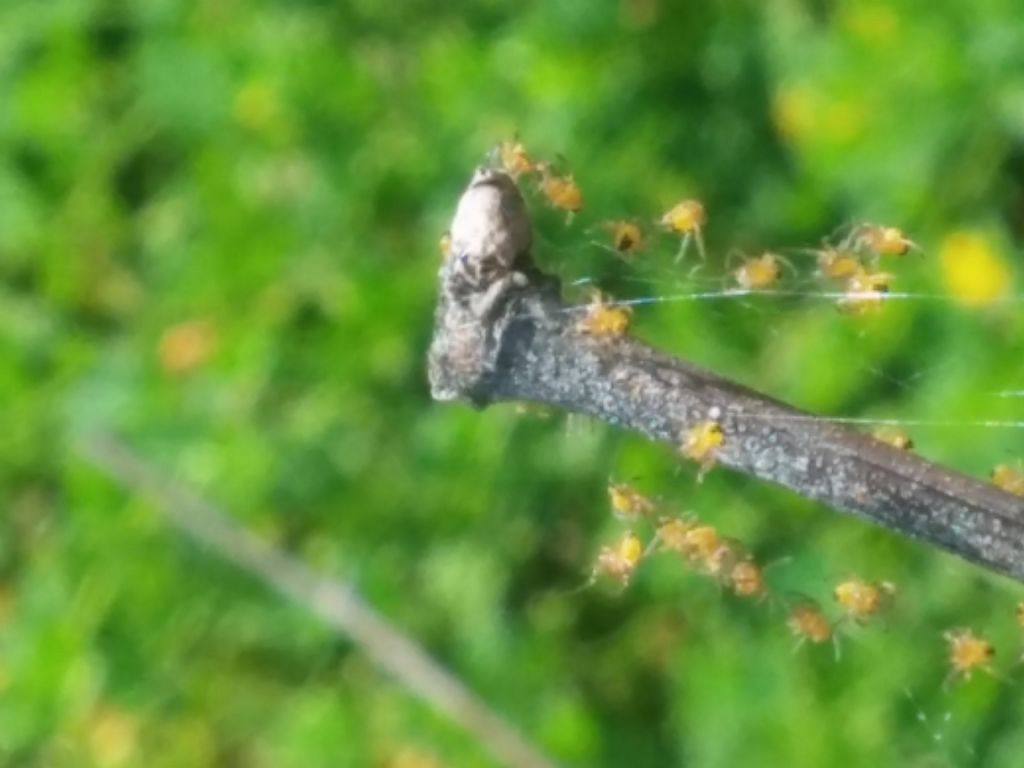 Identificazione ragnetti gialli:  sling di Araneidae