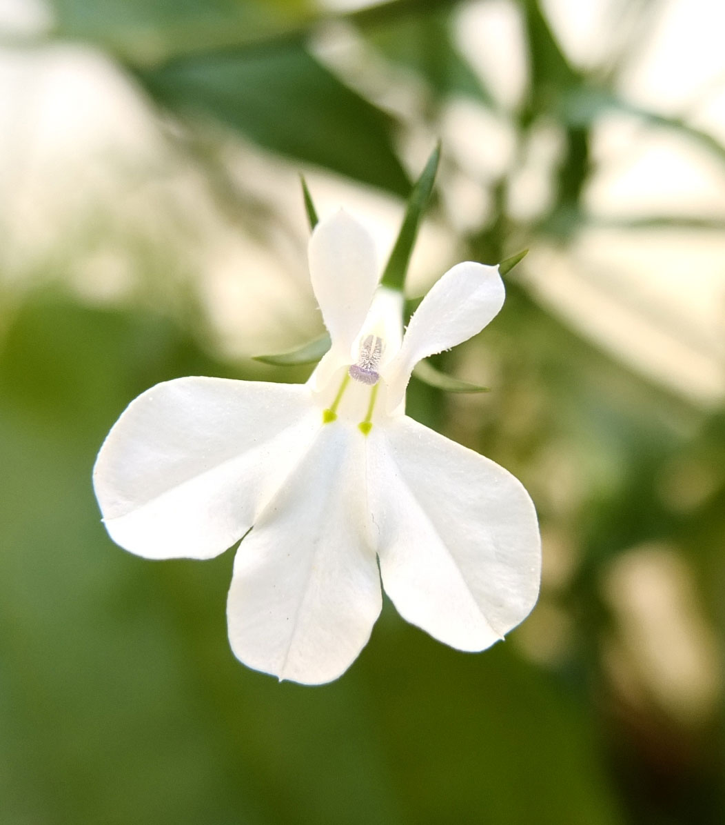 Lobelia erinus / Lobelia