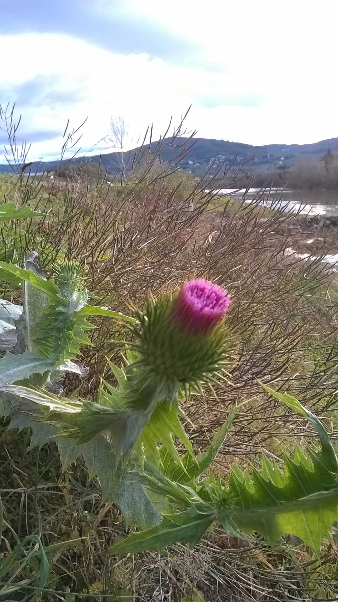 Onopordum acanthium /Onopordo tomentoso