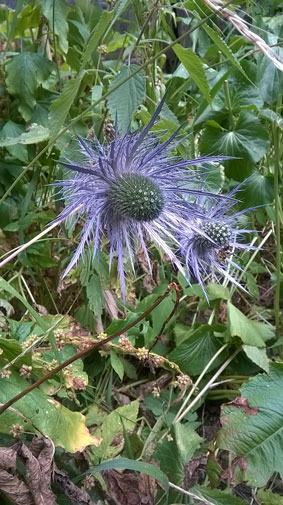 Eryngium alpinum