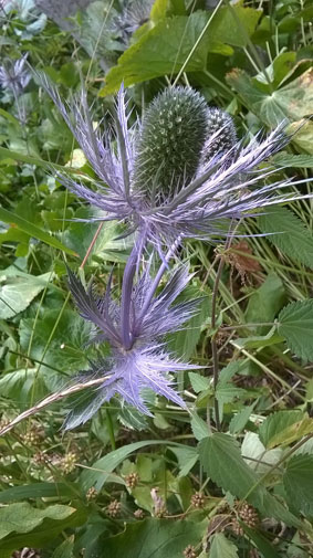 Eryngium alpinum