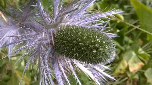 Eryngium alpinum