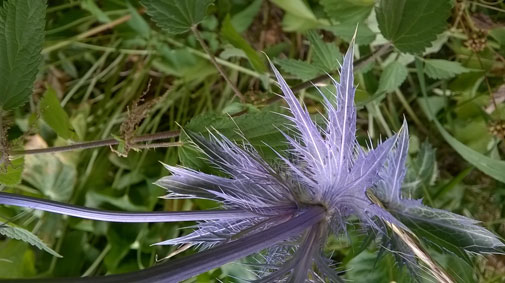 Eryngium alpinum