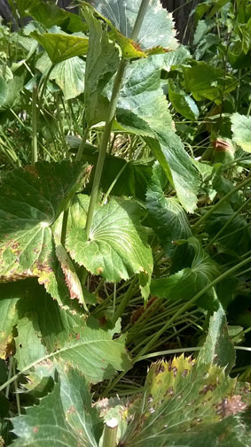 Eryngium alpinum