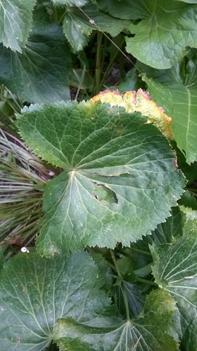 Eryngium alpinum