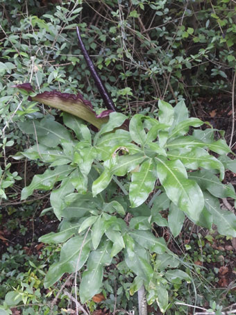 Dracunculus vulgaris  (Araceae)