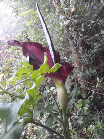 Dracunculus vulgaris  (Araceae)