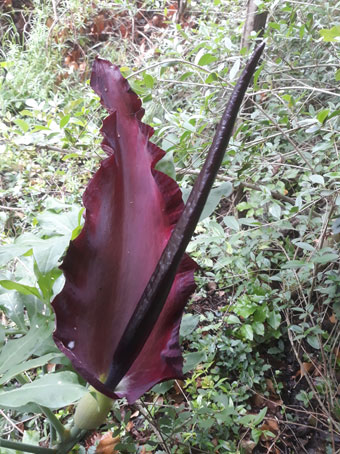 Dracunculus vulgaris  (Araceae)