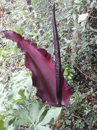 Dracunculus vulgaris  (Araceae)