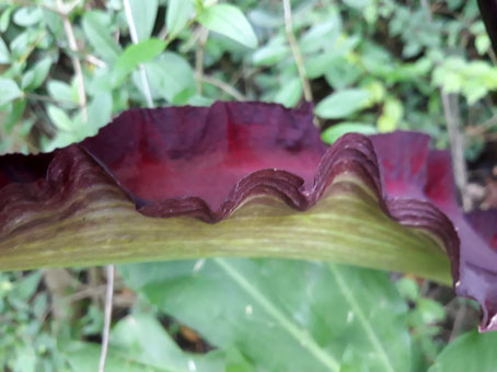 Dracunculus vulgaris  (Araceae)