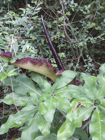 Dracunculus vulgaris  (Araceae)