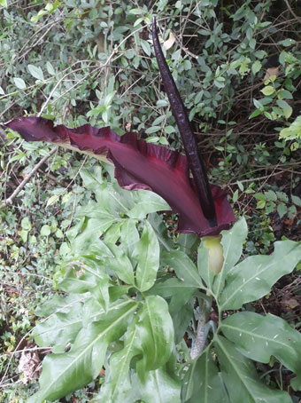 Dracunculus vulgaris  (Araceae)