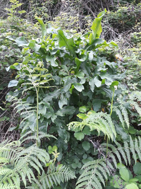 Dracunculus vulgaris Schott. (Araceae)