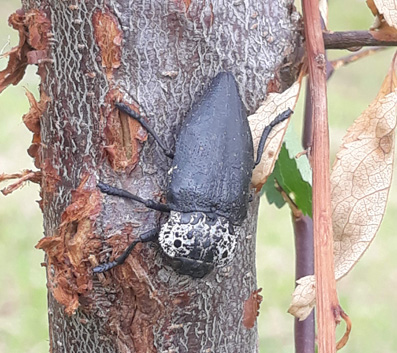 un aiuto: Capnodis tenebrionis