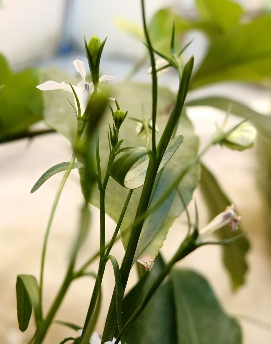 Lobelia erinus / Lobelia