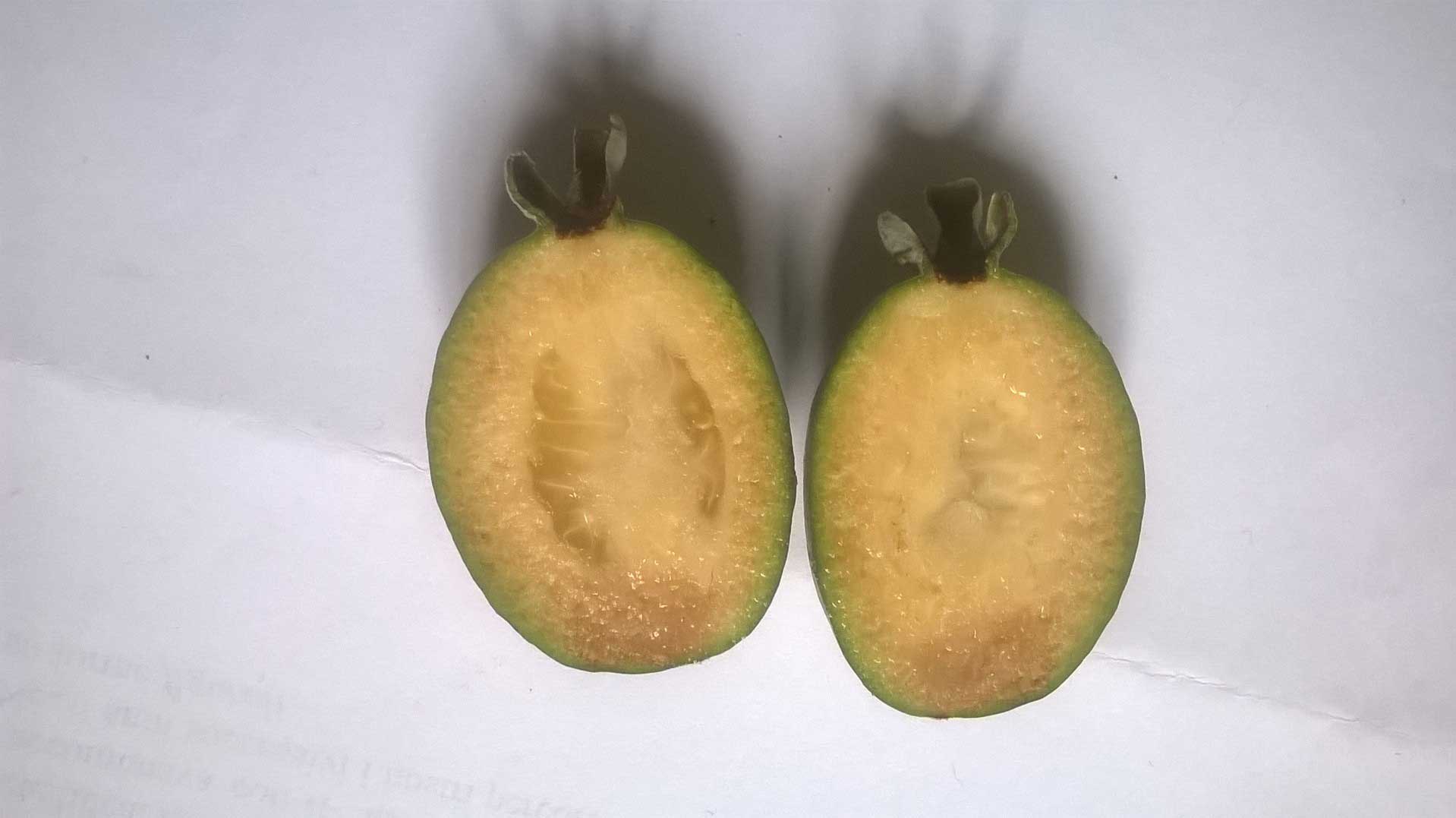 Acca sellowiana / Feijoa (Myrtaceae)  - Orig. America Latina