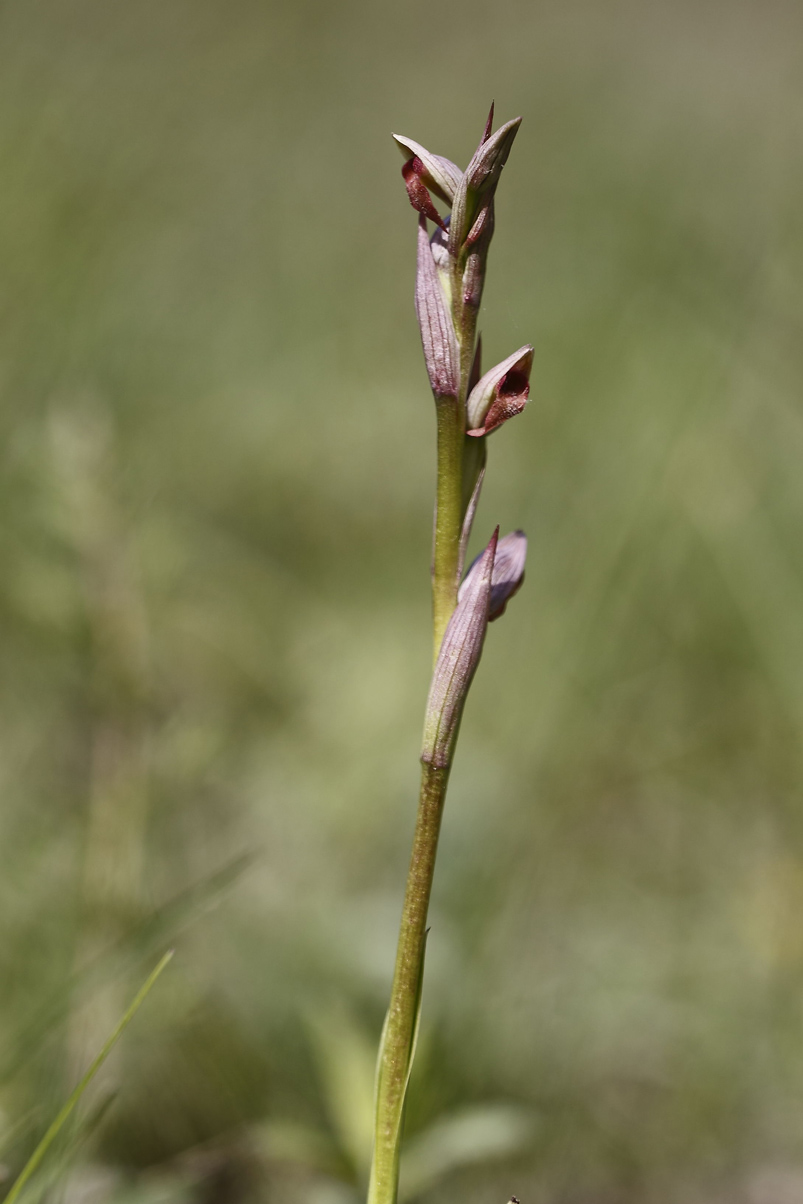 Serapias parviflora