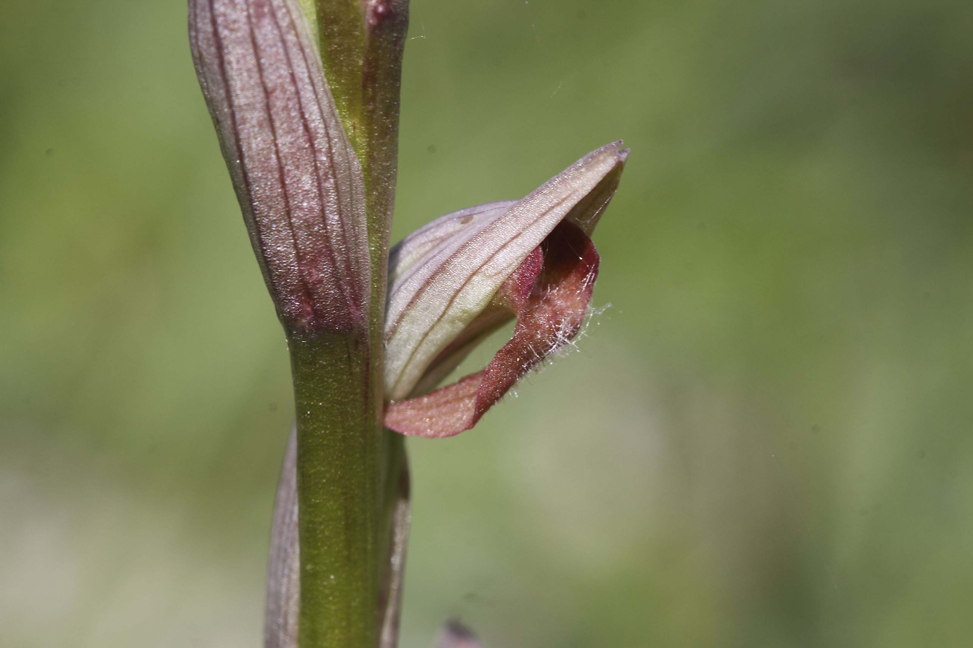 Serapias parviflora