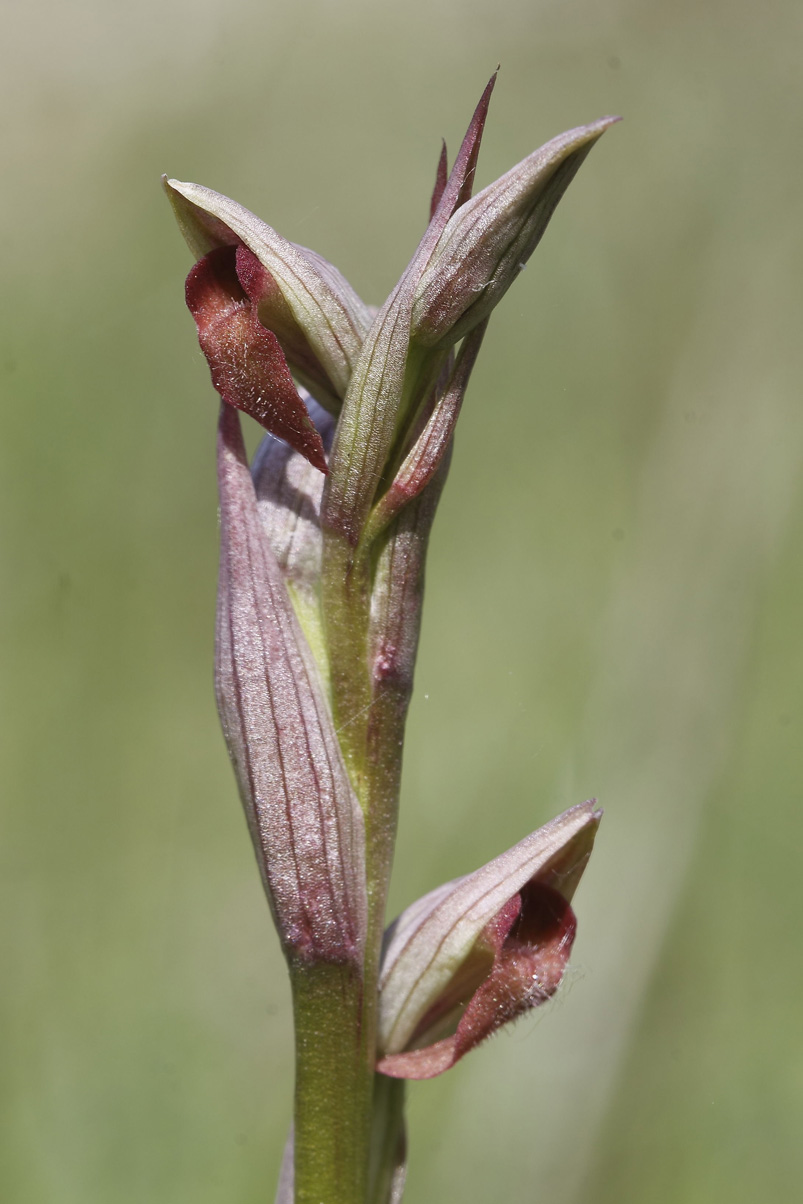 Serapias parviflora